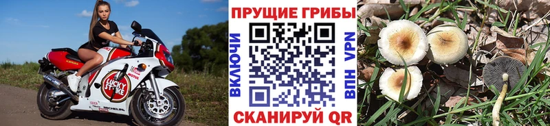 магазин  наркотиков  Олонец  Галлюциногенные грибы мухоморы 